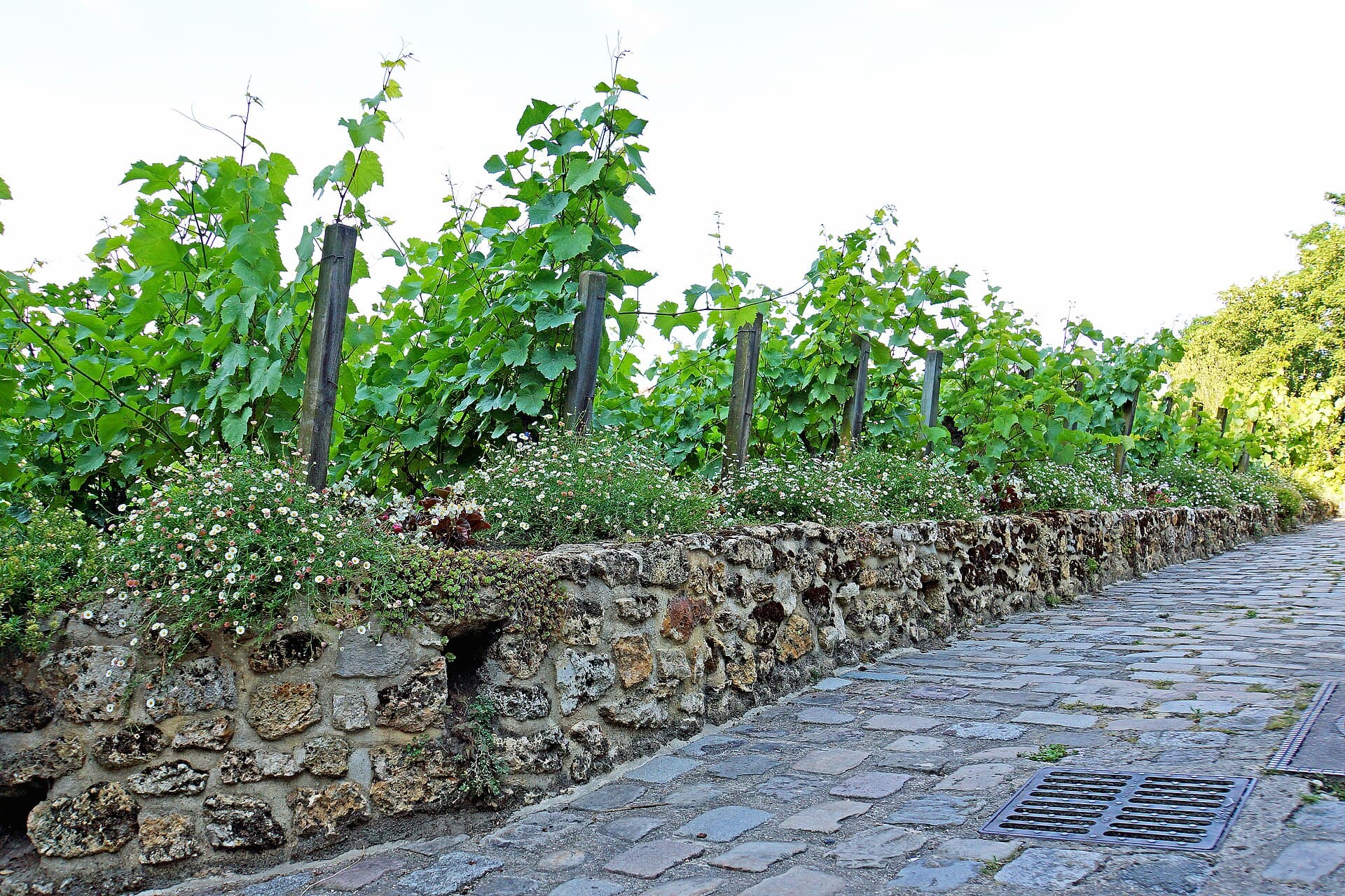 the Clos Montmartre